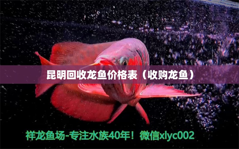 昆明回收龍魚價格表（收購龍魚） 錦鯉池魚池建設(shè)