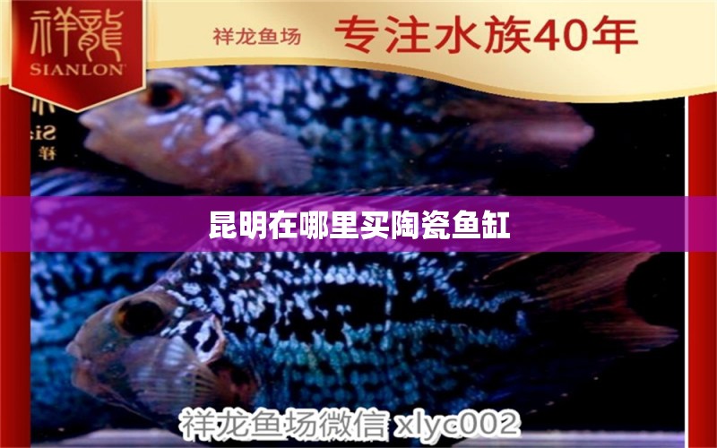 昆明在哪里買(mǎi)陶瓷魚(yú)缸 祥龍魚(yú)場(chǎng)