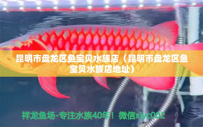 昆明市盤龍區(qū)魚寶貝水族店（昆明市盤龍區(qū)魚寶貝水族店地址）