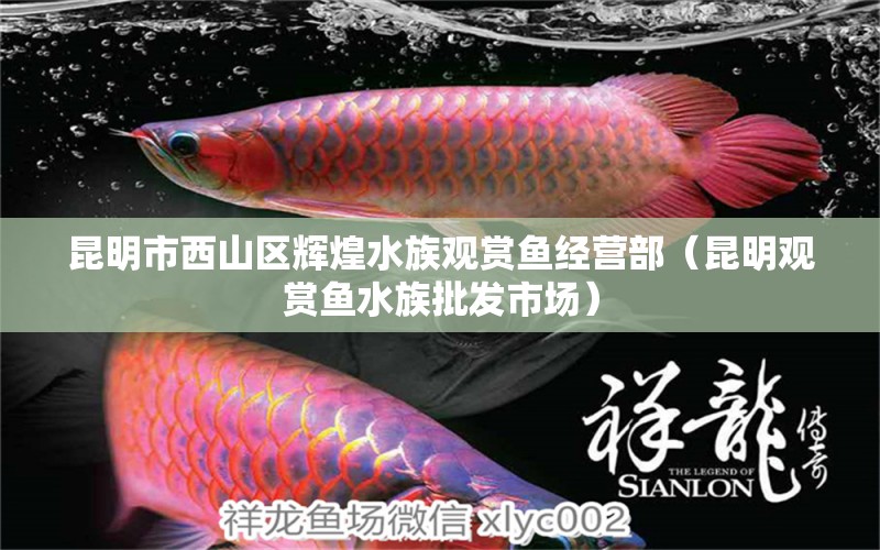 昆明市西山區(qū)輝煌水族觀(guān)賞魚(yú)經(jīng)營(yíng)部（昆明觀(guān)賞魚(yú)水族批發(fā)市場(chǎng)） 觀(guān)賞魚(yú)水族批發(fā)市場(chǎng)