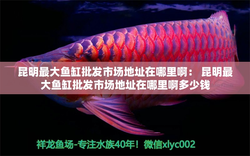 昆明最大魚缸批發(fā)市場地址在哪里?。?昆明最大魚缸批發(fā)市場地址在哪里啊多少錢 印尼虎苗