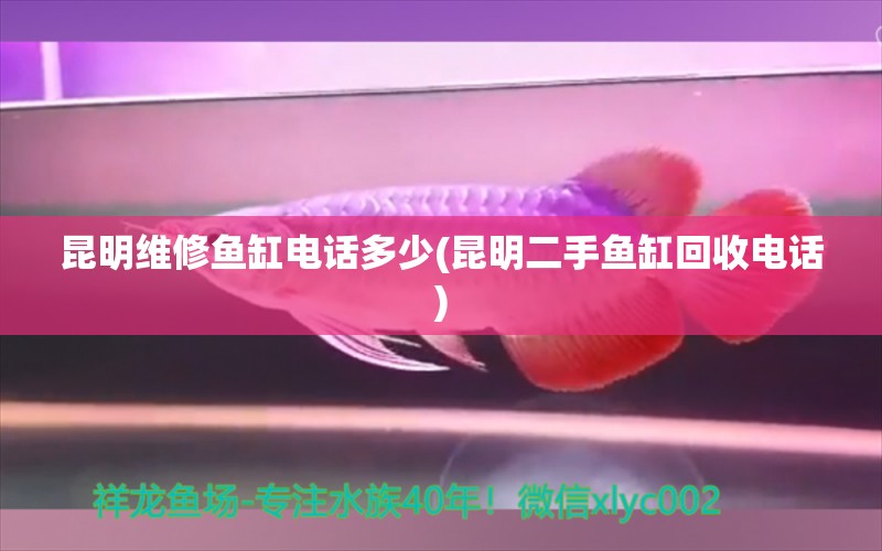 昆明維修魚缸電話多少(昆明二手魚缸回收電話) 白寫錦鯉魚