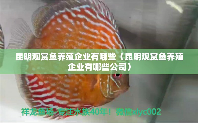 昆明觀賞魚養(yǎng)殖企業(yè)有哪些（昆明觀賞魚養(yǎng)殖企業(yè)有哪些公司） 祥龍金禾金龍魚