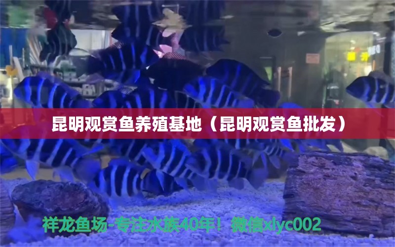 昆明觀賞魚(yú)養(yǎng)殖基地（昆明觀賞魚(yú)批發(fā)）