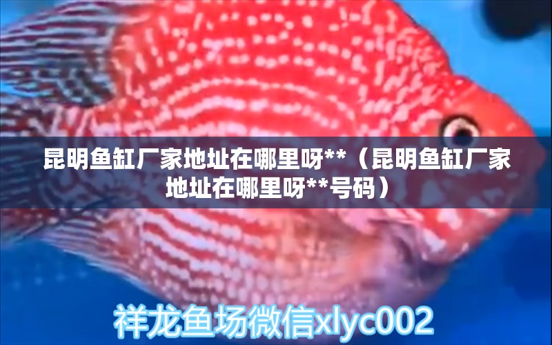 昆明魚缸廠家地址在哪里呀**（昆明魚缸廠家地址在哪里呀**號(hào)碼）