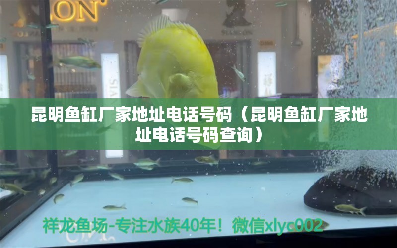 昆明魚缸廠家地址電話號碼（昆明魚缸廠家地址電話號碼查詢） 星點金龍魚