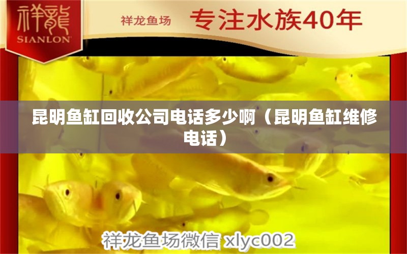 昆明魚缸回收公司電話多少?。ɡッ黥~缸維修電話） 觀賞魚批發(fā)