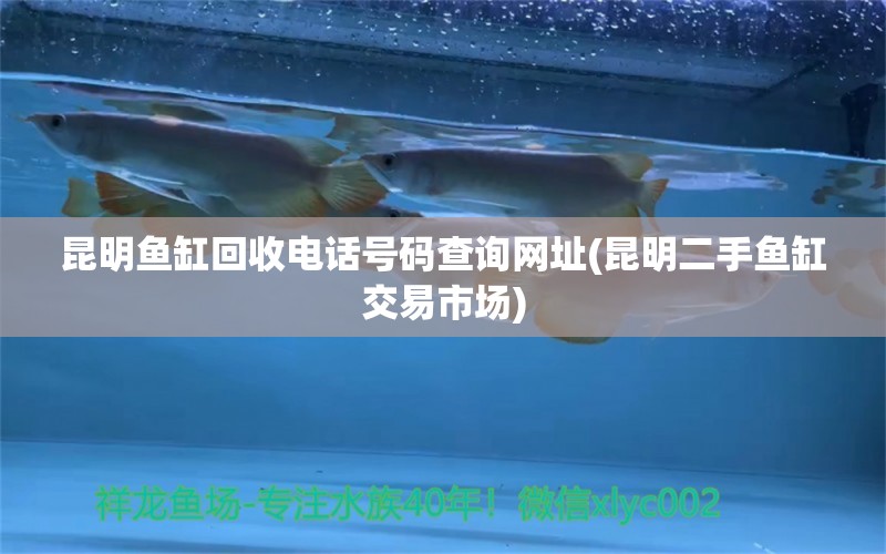 昆明魚缸回收電話號碼查詢網(wǎng)址(昆明二手魚缸交易市場) 小型觀賞魚