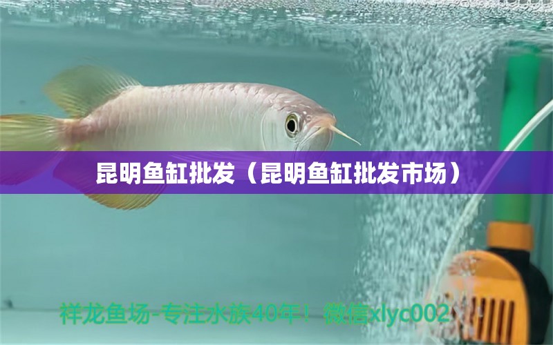 昆明魚缸批發(fā)（昆明魚缸批發(fā)市場）