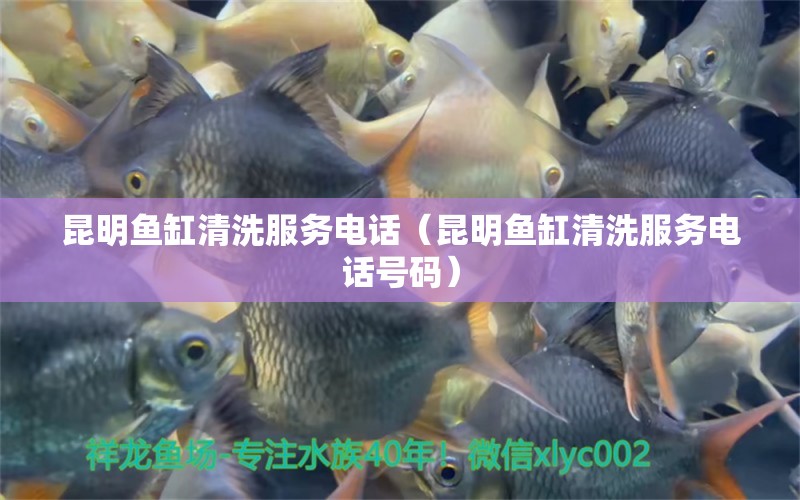 昆明魚(yú)缸清洗服務(wù)電話（昆明魚(yú)缸清洗服務(wù)電話號(hào)碼）