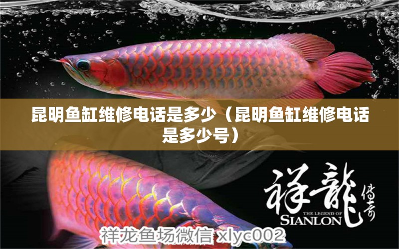 昆明魚(yú)缸維修電話是多少（昆明魚(yú)缸維修電話是多少號(hào)） 其他品牌魚(yú)缸