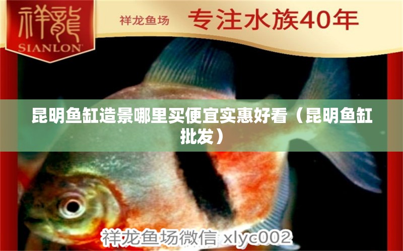 昆明魚(yú)缸造景哪里買(mǎi)便宜實(shí)惠好看（昆明魚(yú)缸批發(fā)）