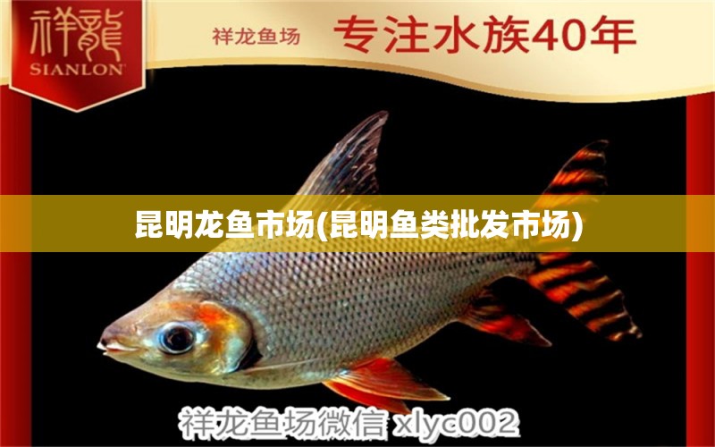 昆明龍魚市場(chǎng)(昆明魚類批發(fā)市場(chǎng)) 白子關(guān)刀魚苗