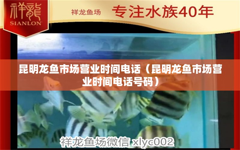 昆明龍魚市場營業(yè)時間電話（昆明龍魚市場營業(yè)時間電話號碼）