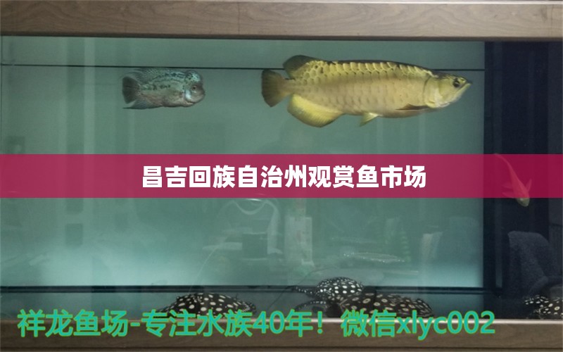 昌吉回族自治州觀賞魚市場(chǎng) 水族問(wèn)答 第1張