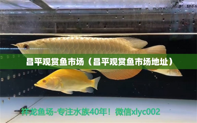 昌平觀賞魚市場（昌平觀賞魚市場地址） 觀賞魚市場（混養(yǎng)魚）