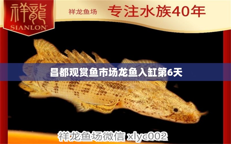 昌都觀賞魚市場龍魚入缸第6天 觀賞魚市場（混養(yǎng)魚）