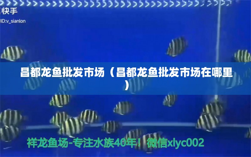 昌都龍魚(yú)批發(fā)市場(chǎng)（昌都龍魚(yú)批發(fā)市場(chǎng)在哪里）