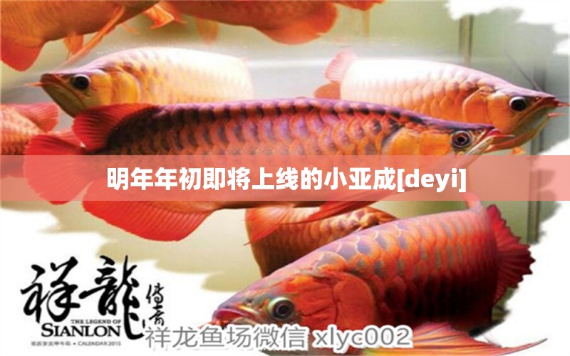 明年年初即將上線的小亞成[deyi] 觀賞魚論壇 第2張