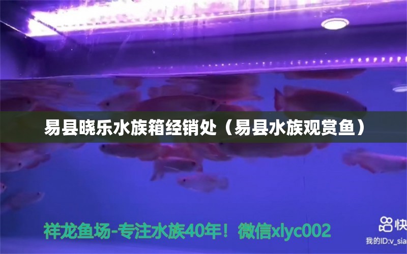 易縣曉樂(lè)水族箱經(jīng)銷(xiāo)處（易縣水族觀賞魚(yú)）