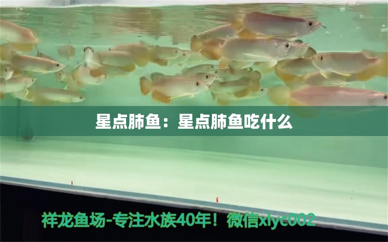 星點(diǎn)肺魚：星點(diǎn)肺魚吃什么