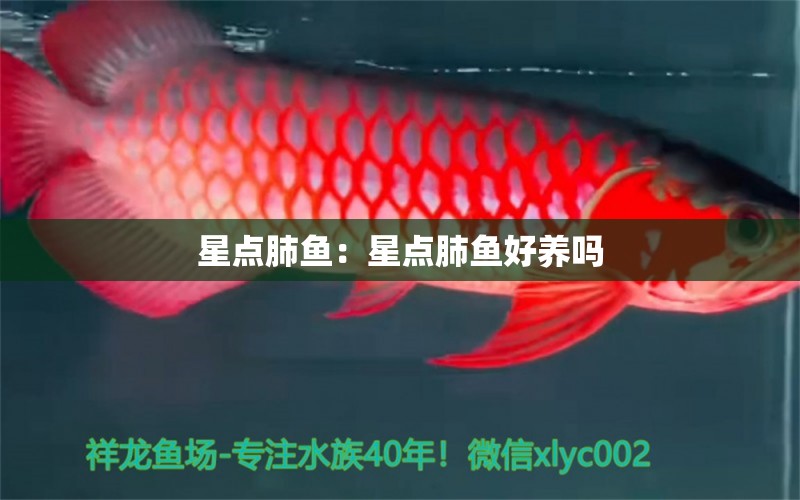 星點(diǎn)肺魚：星點(diǎn)肺魚好養(yǎng)嗎 肺魚