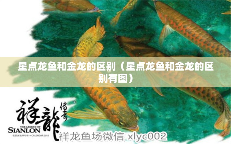 星點龍魚和金龍的區(qū)別（星點龍魚和金龍的區(qū)別有圖） 祥龍水族醫(yī)院