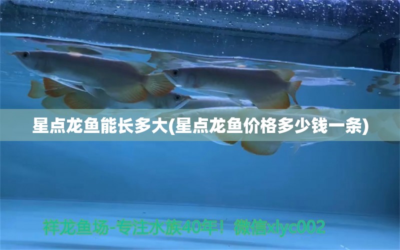 星點(diǎn)龍魚能長多大(星點(diǎn)龍魚價(jià)格多少錢一條)