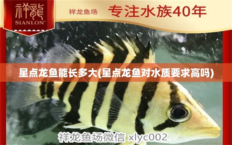 星點(diǎn)龍魚能長多大(星點(diǎn)龍魚對水質(zhì)要求高嗎)