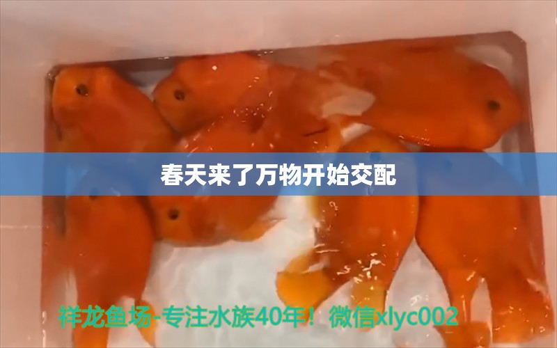 春天來了萬物開始交配 蝴蝶鯉 第2張