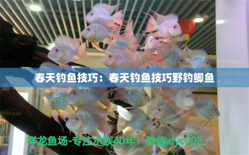 春天釣魚技巧：春天釣魚技巧野釣鯽魚 垂釣樂園