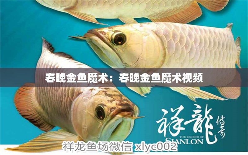 春晚金魚魔術(shù)：春晚金魚魔術(shù)視頻