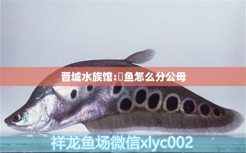 晉城水族館:魟魚怎么分公母 紅眼黃化幽靈火箭魚|皇家火箭魚