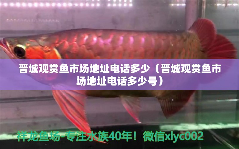 晉城觀賞魚市場地址電話多少（晉城觀賞魚市場地址電話多少號）