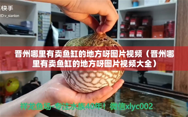 晉州哪里有賣魚缸的地方呀圖片視頻（晉州哪里有賣魚缸的地方呀圖片視頻大全）