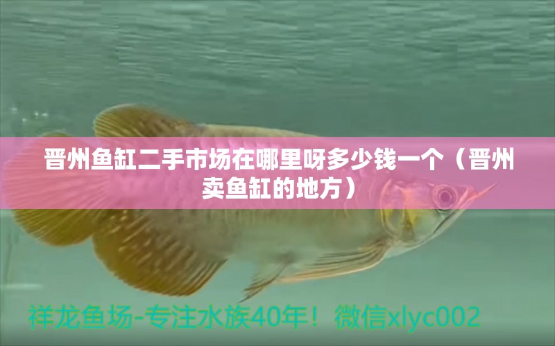 晉州魚缸二手市場(chǎng)在哪里呀多少錢一個(gè)（晉州賣魚缸的地方）