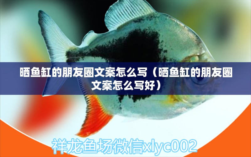 曬魚缸的朋友圈文案怎么寫（曬魚缸的朋友圈文案怎么寫好）