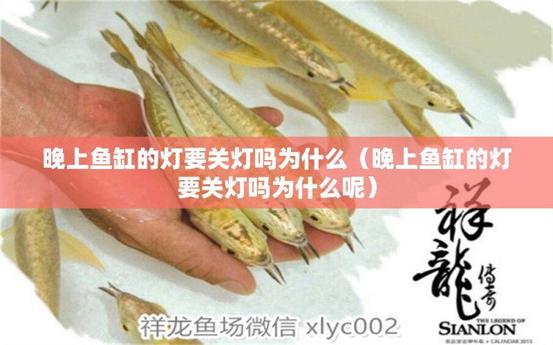 晚上魚缸的燈要關(guān)燈嗎為什么（晚上魚缸的燈要關(guān)燈嗎為什么呢）