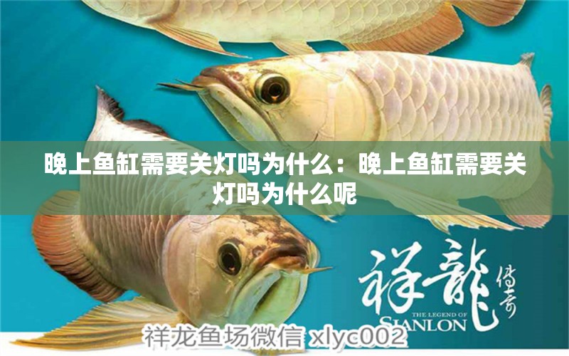 晚上魚(yú)缸需要關(guān)燈嗎為什么：晚上魚(yú)缸需要關(guān)燈嗎為什么呢