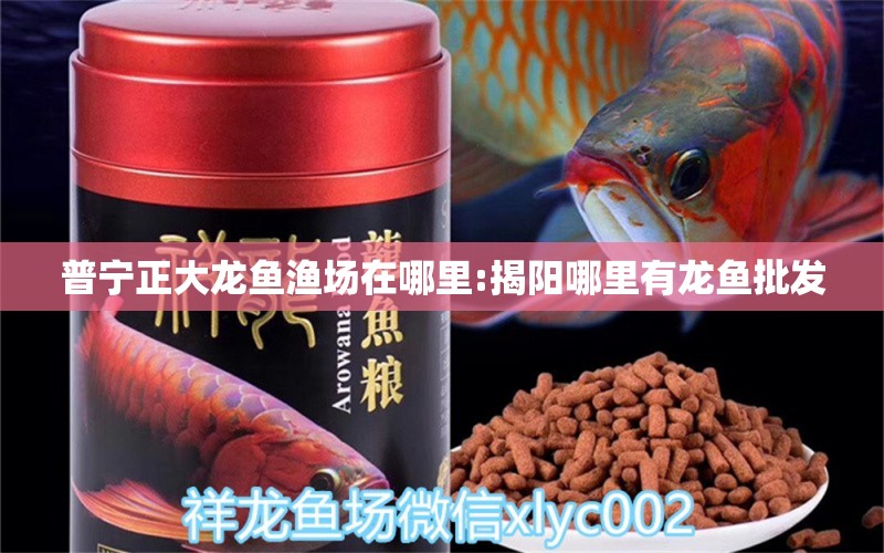 普寧正大龍魚漁場在哪里:揭陽哪里有龍魚批發(fā)