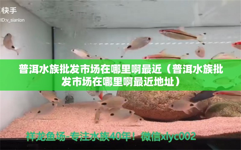 普洱水族批發(fā)市場在哪里啊最近（普洱水族批發(fā)市場在哪里啊最近地址）