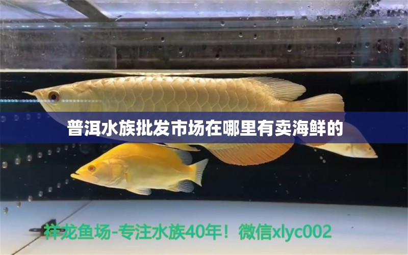 普洱水族批發(fā)市場在哪里有賣海鮮的 觀賞魚水族批發(fā)市場