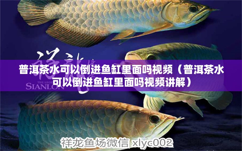 普洱茶水可以倒進魚缸里面嗎視頻（普洱茶水可以倒進魚缸里面嗎視頻講解）