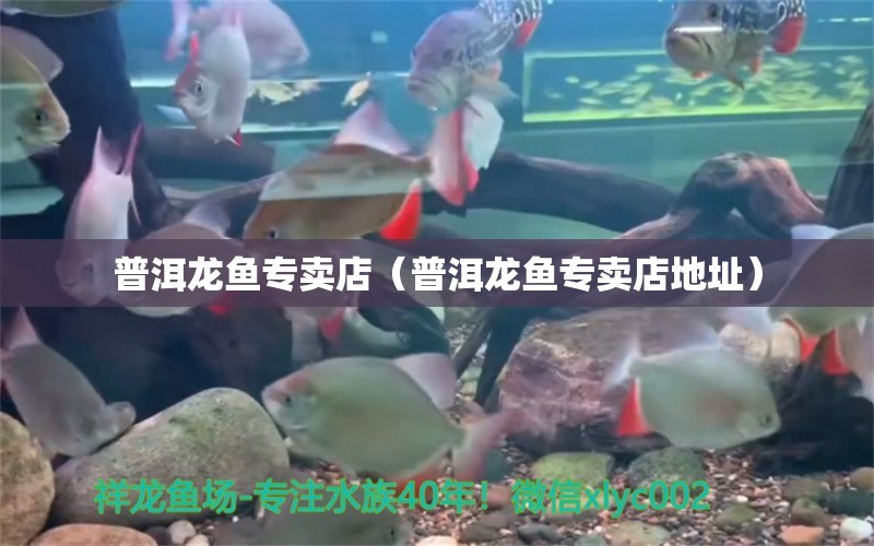 普洱龍魚專賣店（普洱龍魚專賣店地址） 麥肯斯銀版魚