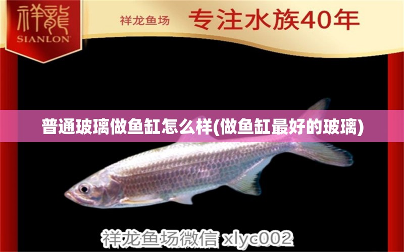 普通玻璃做魚缸怎么樣(做魚缸最好的玻璃) 巨骨舌魚