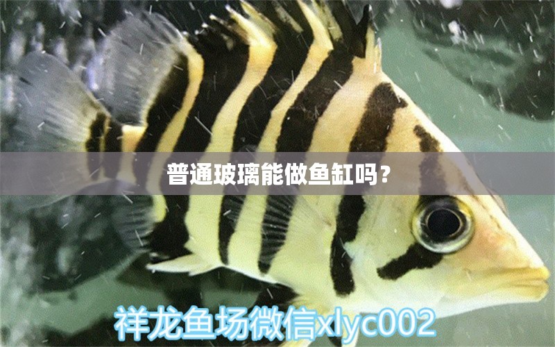 普通玻璃能做魚缸嗎？