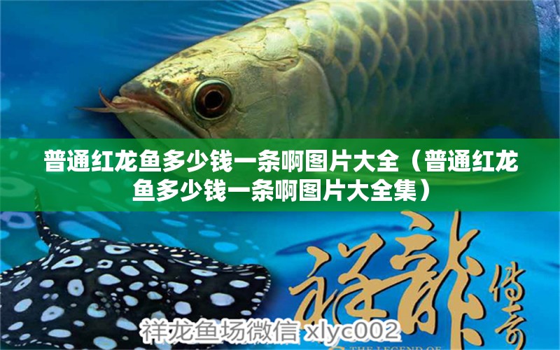 普通紅龍魚(yú)多少錢(qián)一條啊圖片大全（普通紅龍魚(yú)多少錢(qián)一條啊圖片大全集） 廣州龍魚(yú)批發(fā)市場(chǎng)