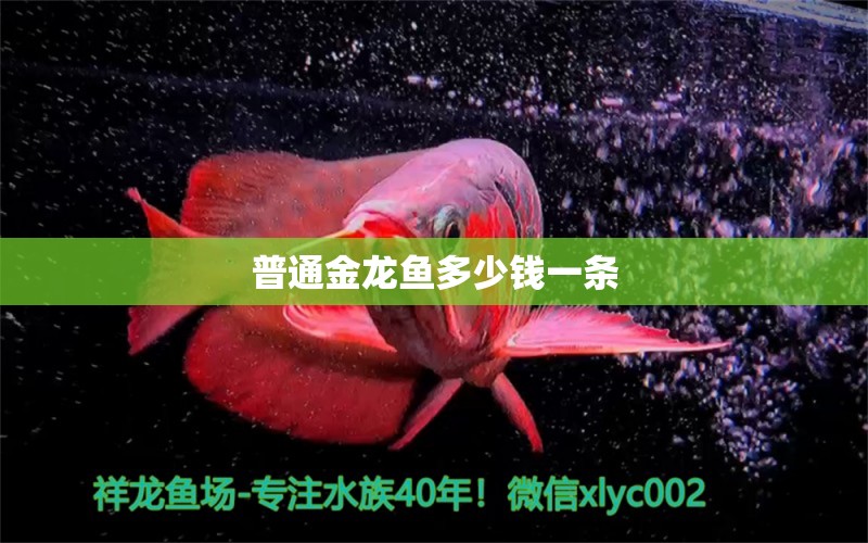 普通金龍魚多少錢一條 龍魚批發(fā)