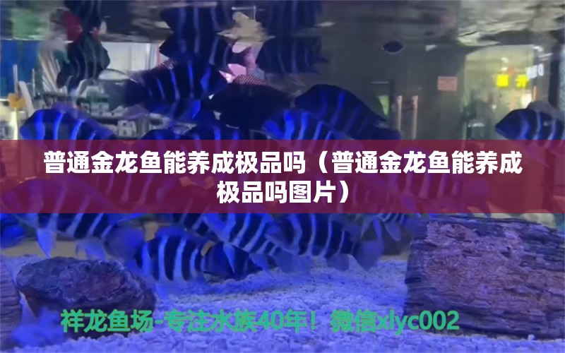 普通金龍魚能養(yǎng)成極品嗎（普通金龍魚能養(yǎng)成極品嗎圖片）