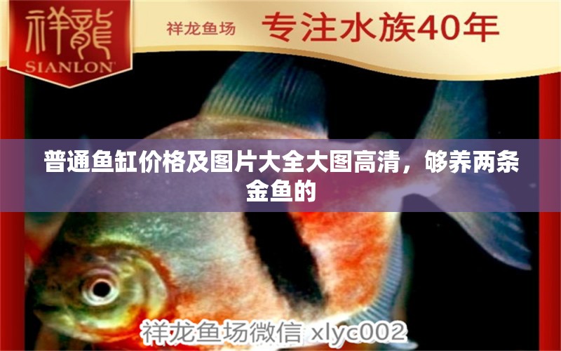 普通魚缸價(jià)格及圖片大全大圖高清，夠養(yǎng)兩條金魚的 圖騰金龍魚 第1張